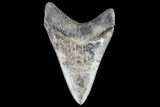Serrated, Fossil Megalodon Tooth - Colorful Enamel #104985-2